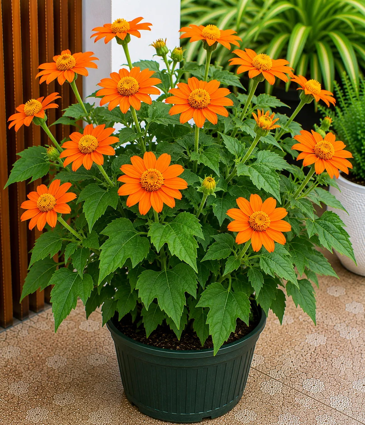 Mexican Sunflower